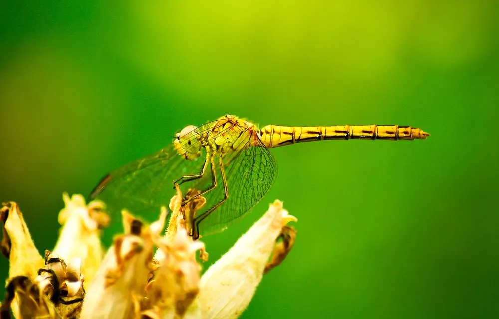 Dragonfly As Biocontrol Agent: Can Dragonflies Control Mosquito Populations?