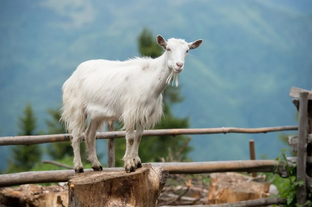 Why Do Goats Faint?
