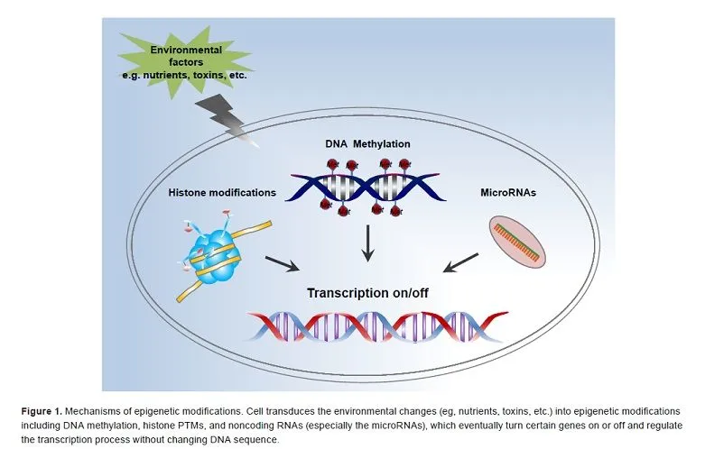 Mechanism of epigenetic modifications. 