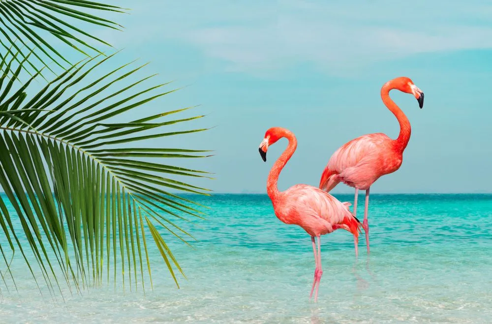 Why Are Flamingos Pink?