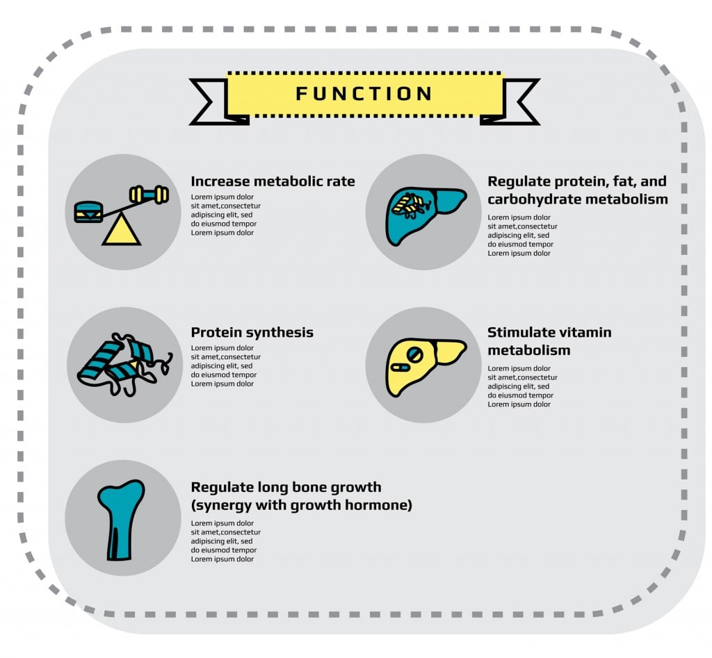 function of thyroid gland
