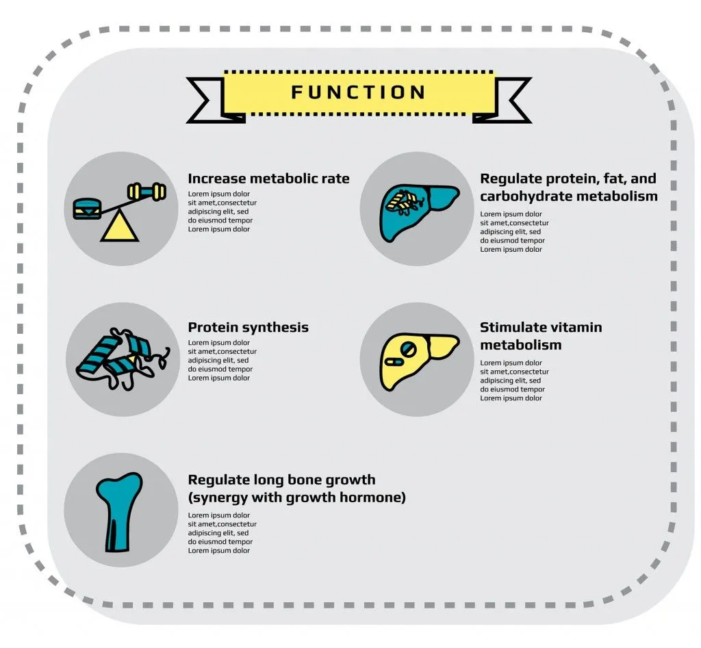 function of thyroid gland