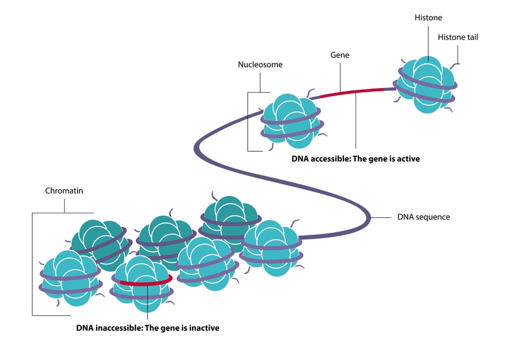 study of heritable phenotype changes that do not involve alterations in the DNA sequence(Mari-Leaf)s