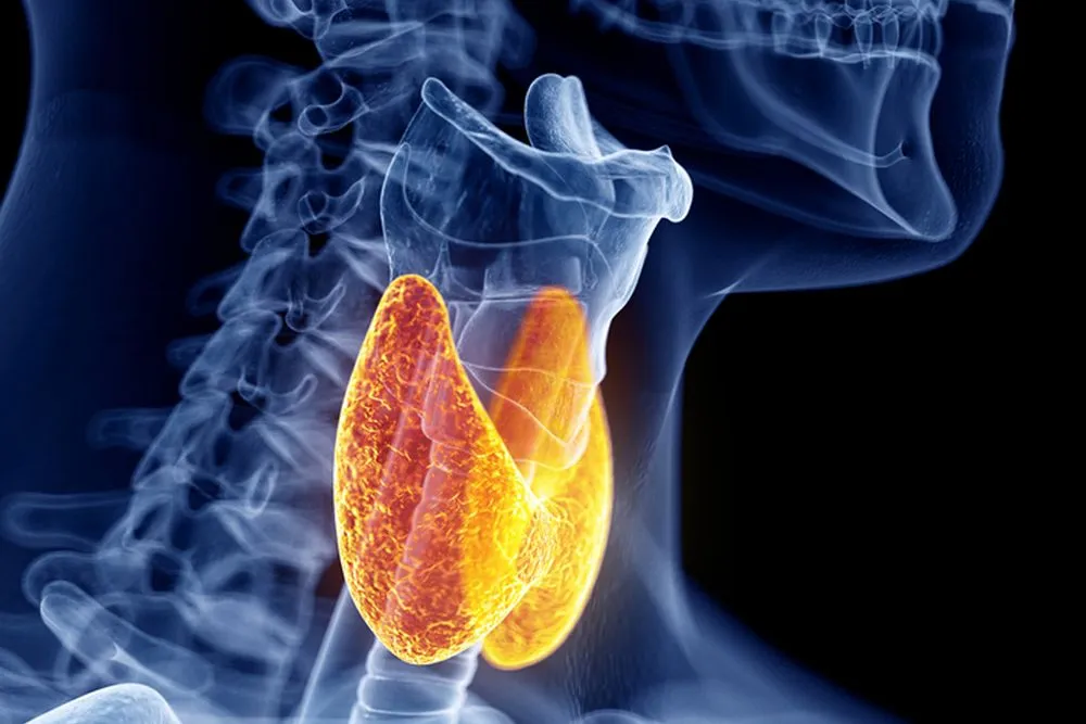 Thyroid Gland: Function, Location, Hormones, Histology And Anatomy