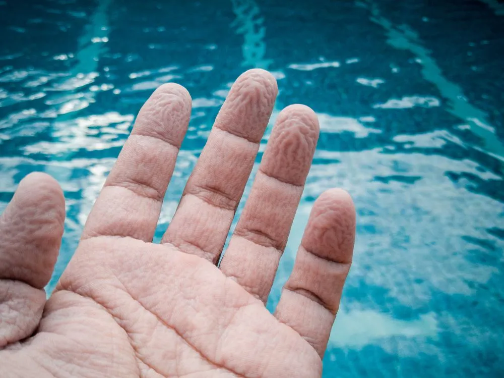 Pruney Fingers: Why Do Your Fingers Prune In Water?