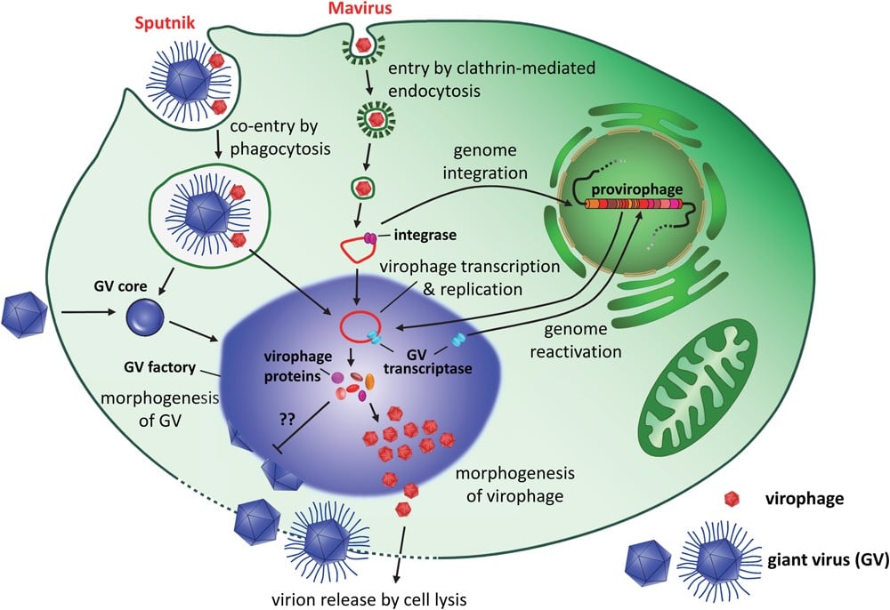 A diagram showing how virophages might infect mimiviruses