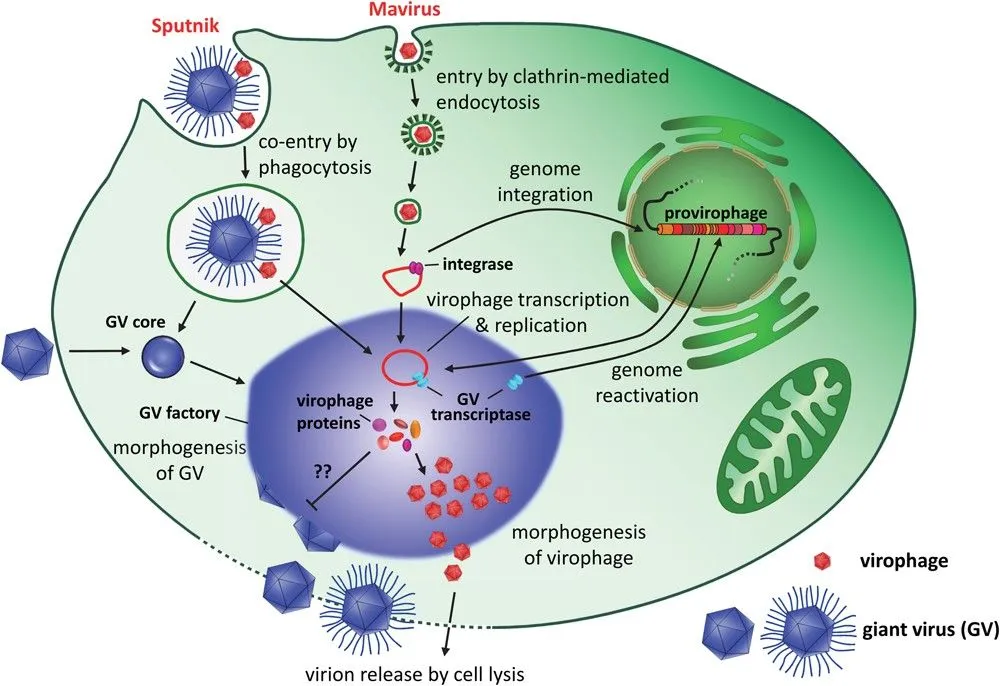 A diagram showing how virophages might infect mimiviruses