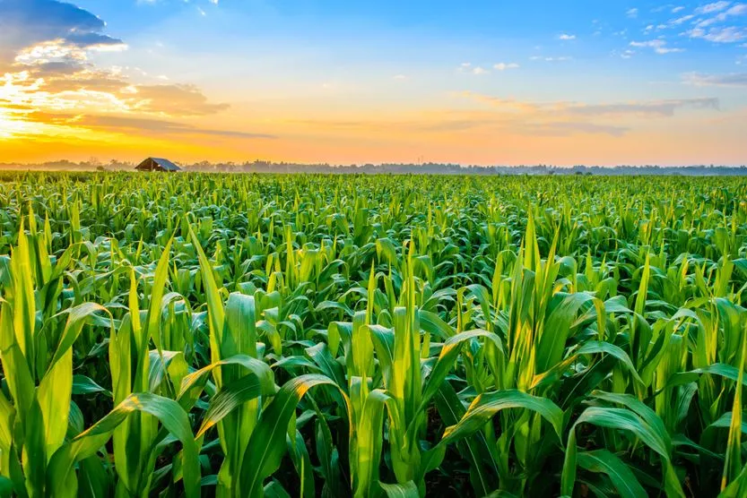 Beautiful morning sunrise over the corn field(naramit)s