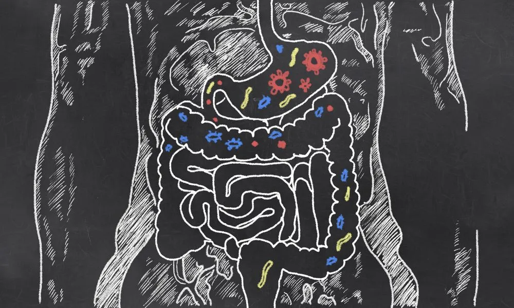 How Do Gut Bacteria Compete With Each Other To Stay In The Gut?