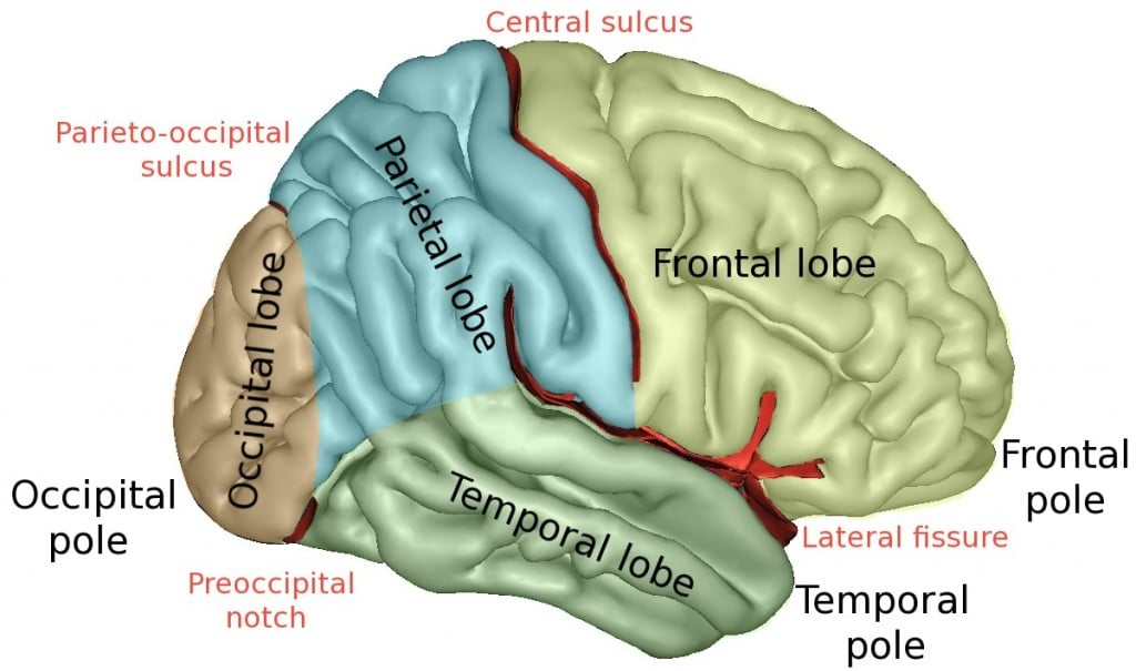 Different lobes in the brain
