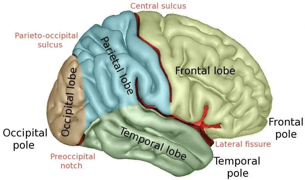 Different lobes in the brain