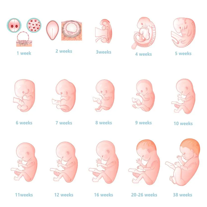 The development of the embryo.Prenatal development of the baby in a week(Julia Dolovanuk)s