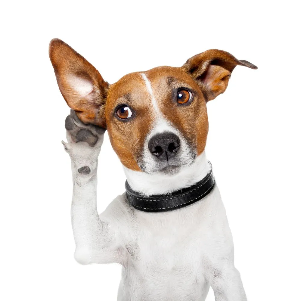 dog listening with big ear(Javier Brosch)s