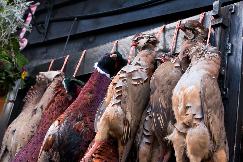A row of pheasant carcasses hanging on a large wooden door outside the restaurant of a country pub in rural England(AdamEdwards)S