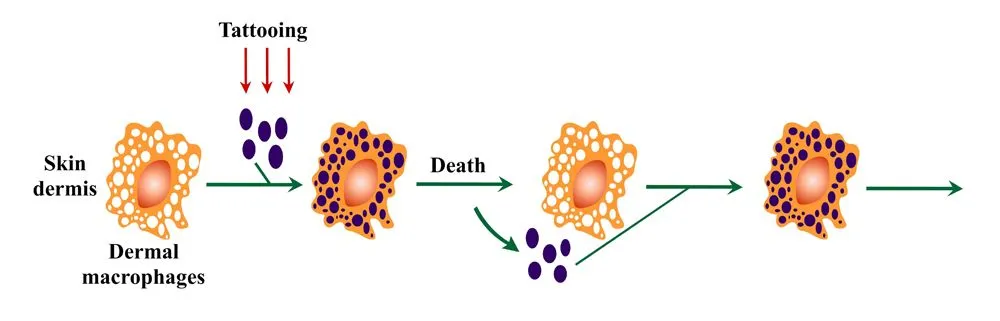Macrophages on tattoos
