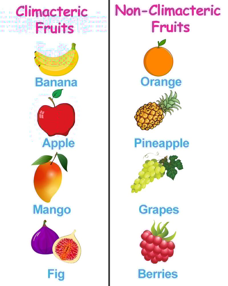 climacteric and non climacteric fruit table