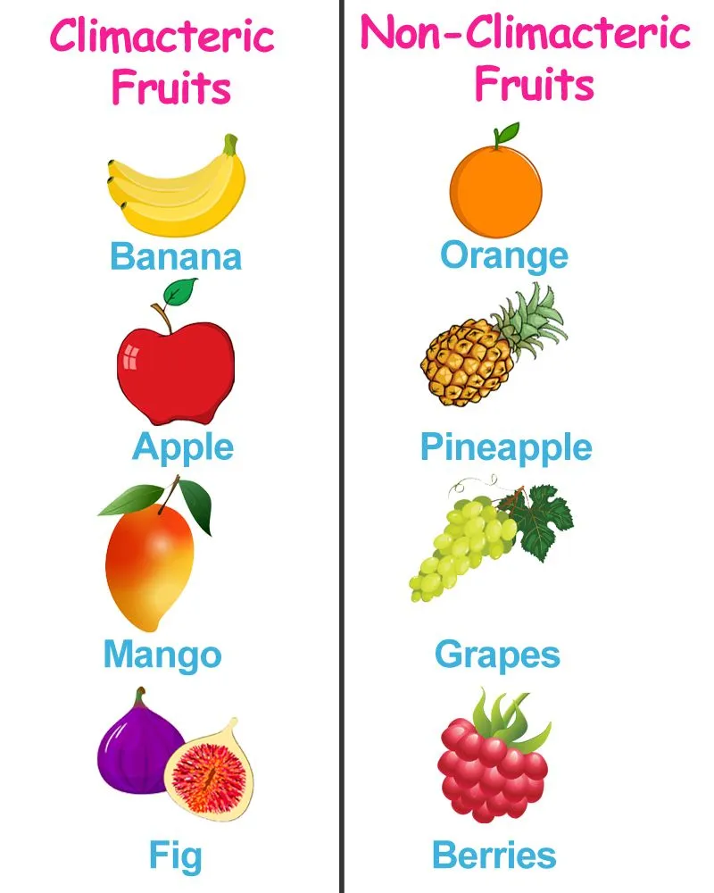 climacteric and non climacteric fruit table