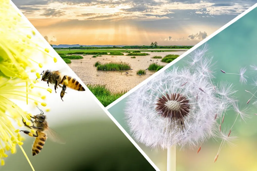 Key examples of regulatory services provided by nature.