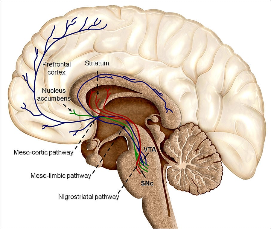 Overview of reward structures in the human brain