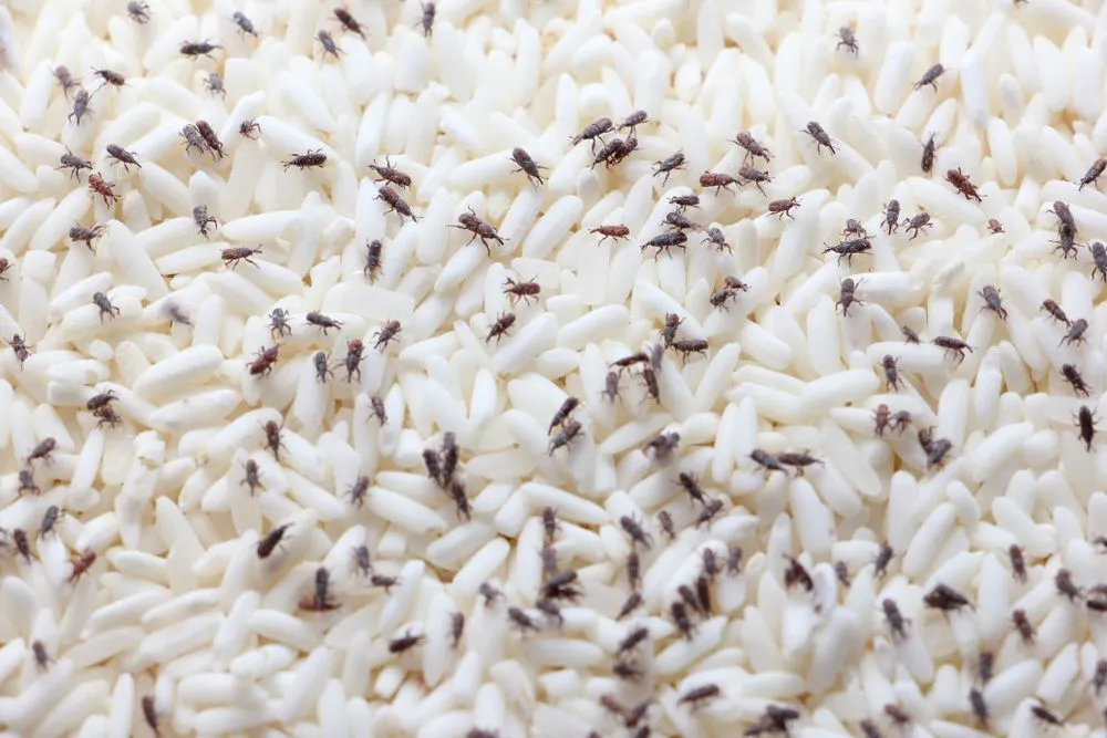 Rice weevil on rice, insect is a stored product pest which attacks several crops(AphichetC)s