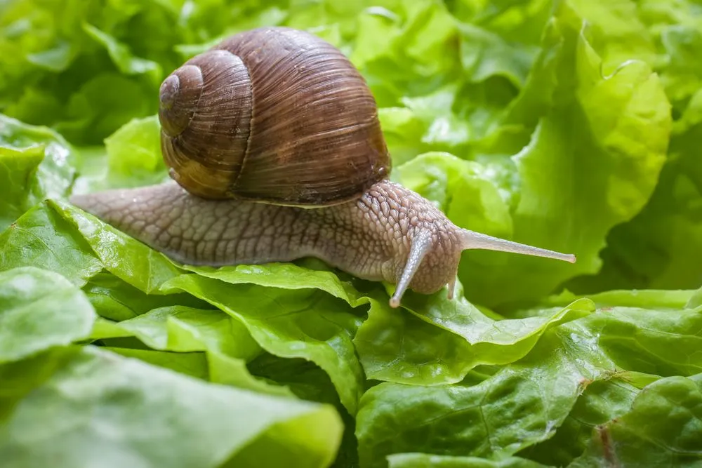 Biomineralization: How Do Snails (And Other Molluscs) Make Their Shells?