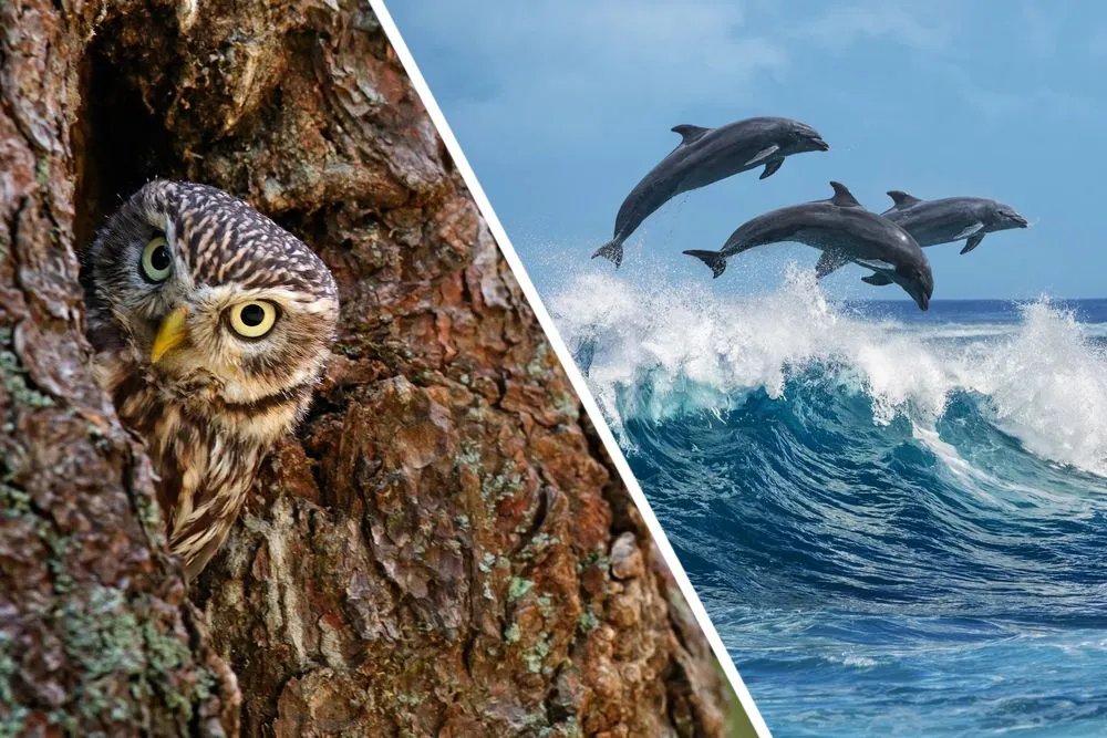 Trees provide homes to birds and the big blue ocean to countless marines species such as dolphins and whales.
