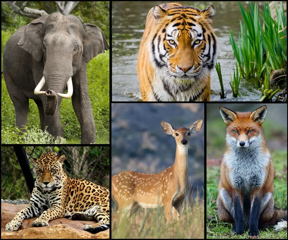 Do Some Animals Have More Robust Immune System Than Others?