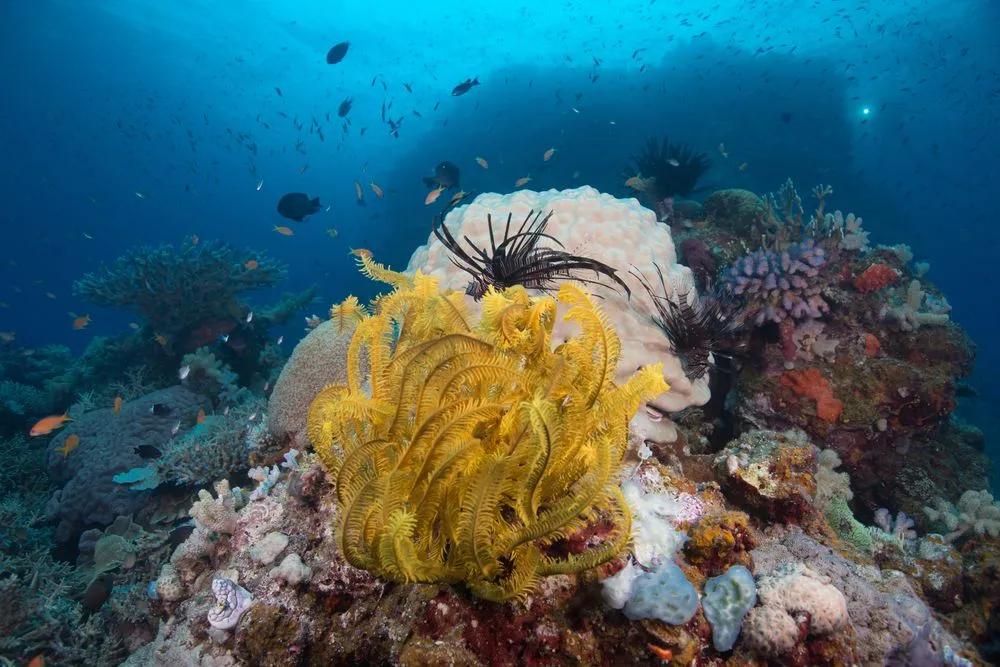 Coral, Diving, Fishes, Underwater scenes taken on the Great Barrier Reef(Jemma Craig)s