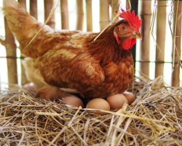 The hen is hatching the egg in the coophatching the egg(PhotoSongserm)s (2)