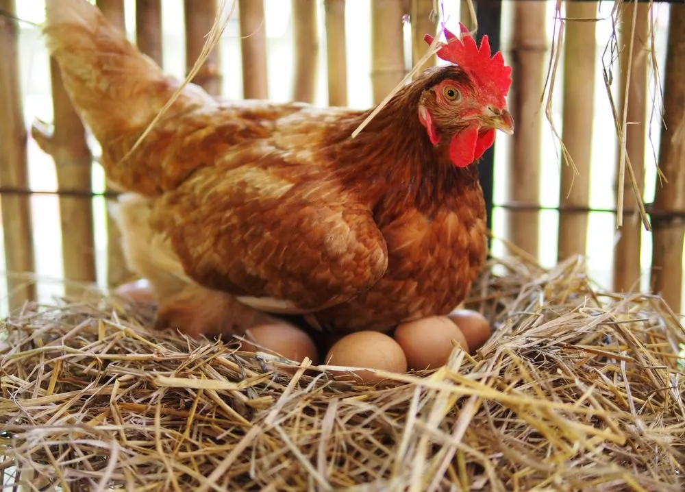 Are All Chicken Eggs Fertilized?