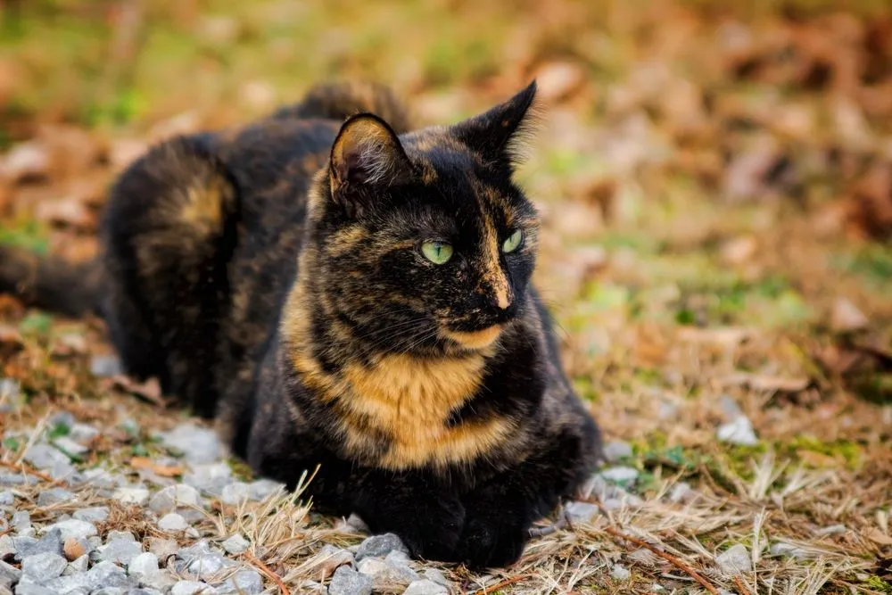 Tortoiseshell cat(Cheryl Toepfer)s