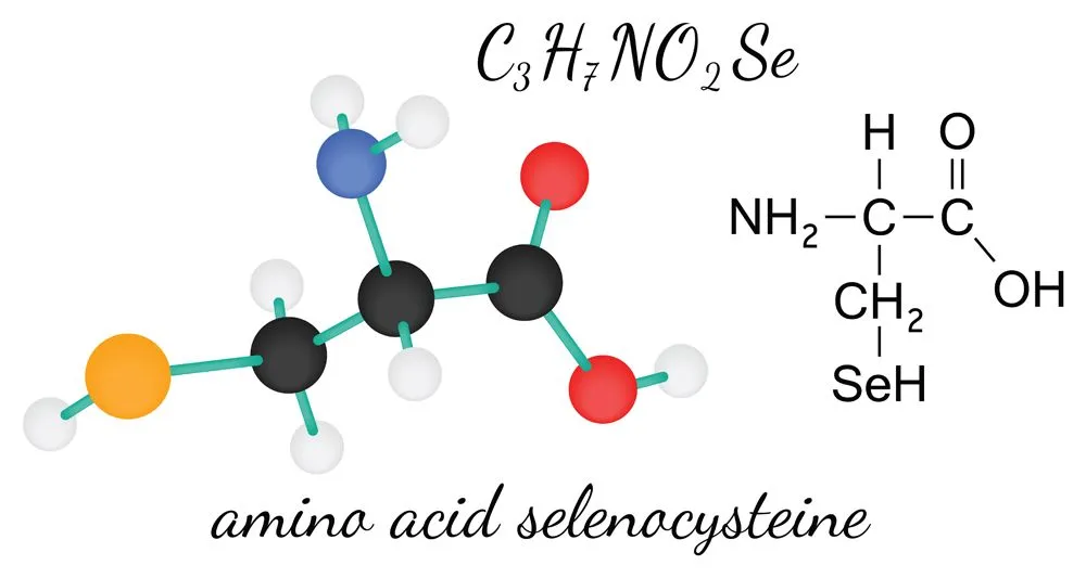 C3H7NO2Se selenocysteine 3d amino acid molecule isolated on white(Shmitt Maria)s