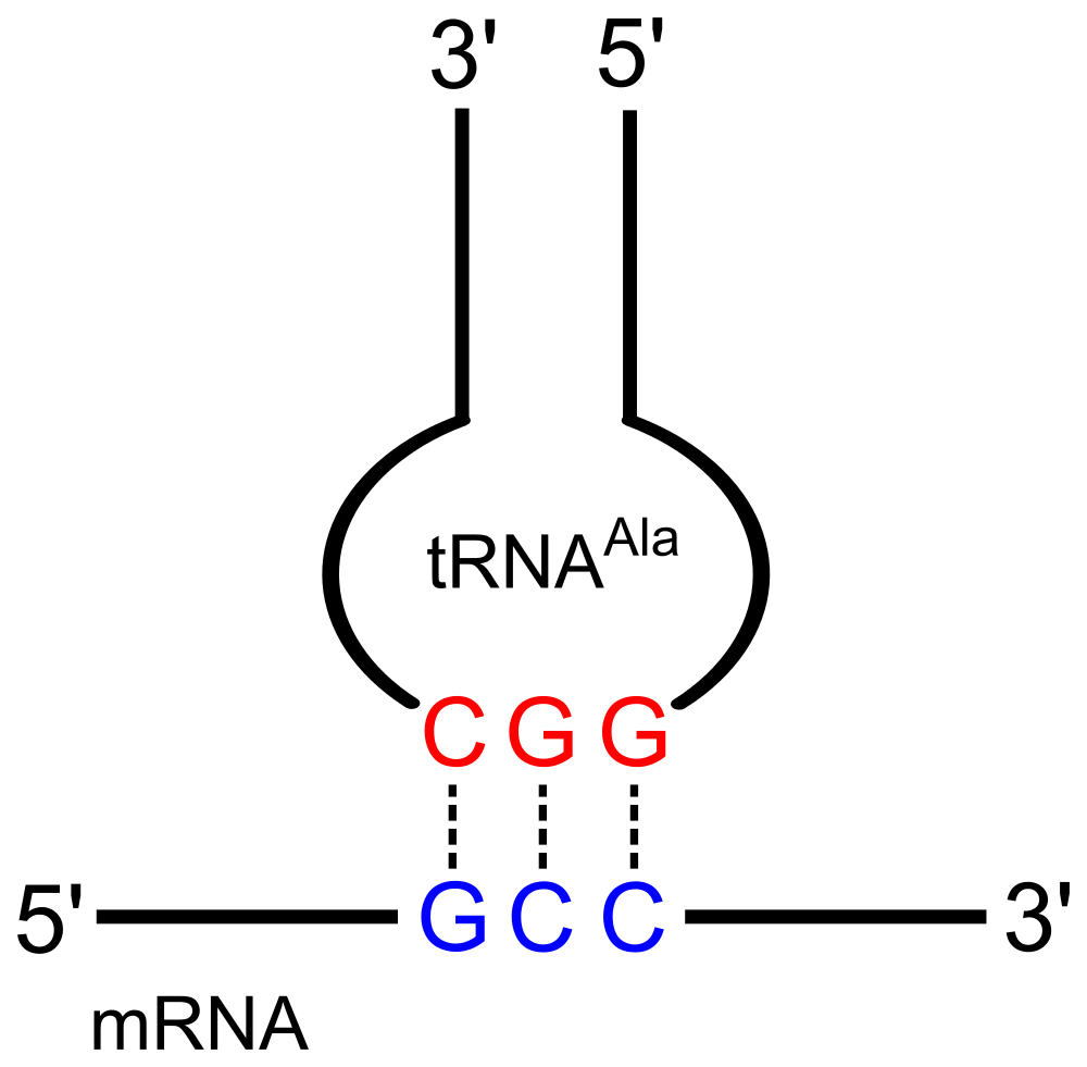 Codon-Anticodon pairing