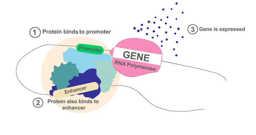 The Mechanism of action of an Enhancer