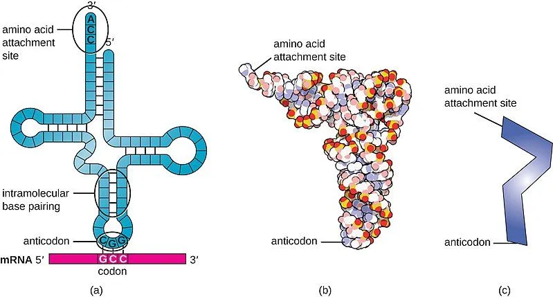 Microbio 11 04 tRNA