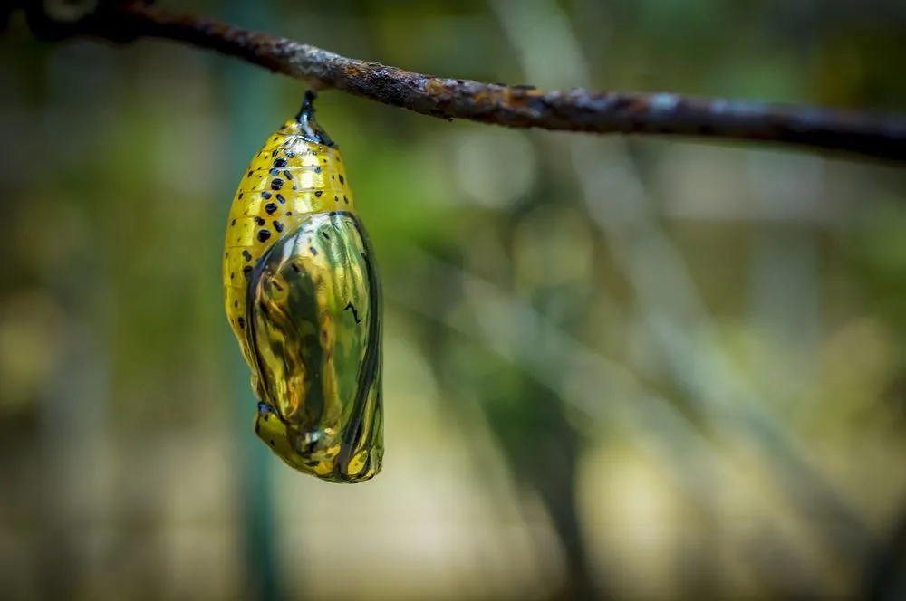 Pretty chrysalis on a branch(davidtclay)s
