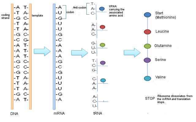 Protein Transcription&Translation