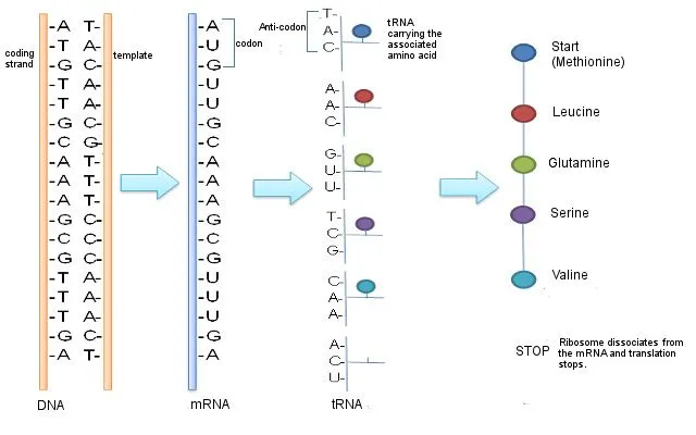 Protein Transcription&Translation