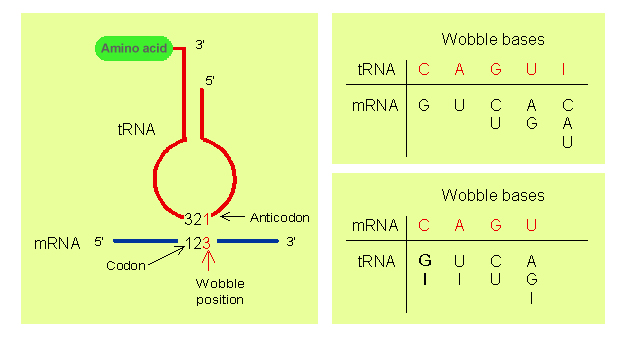 Rules of Wobble Hypothesis