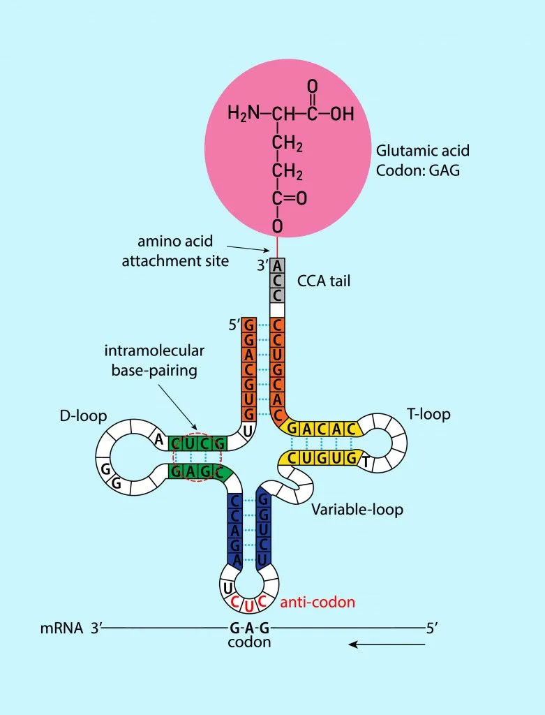 Secondary cloverleaf structure of transfer RNA abbreviated as tRNA(M. PATTHAWEE)S