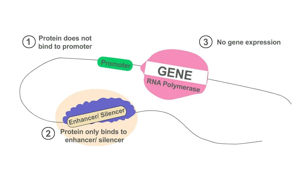 The Mechanism of action of a Promoter