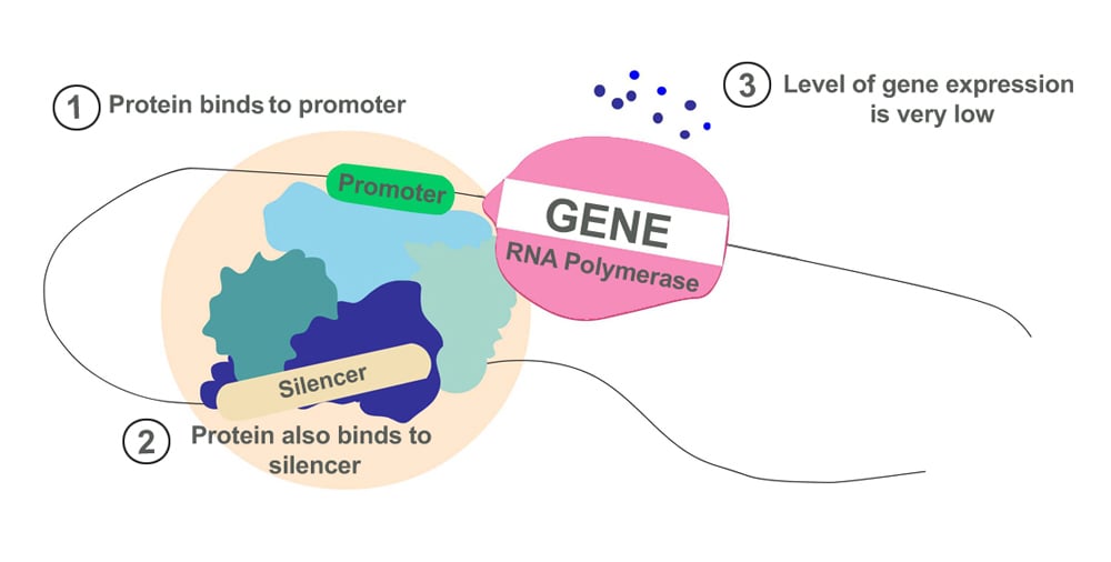 The Mechanism of action of a Silencer