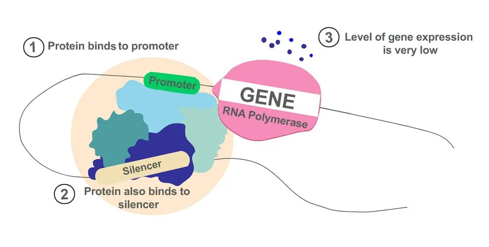 The Mechanism of action of a Silencer
