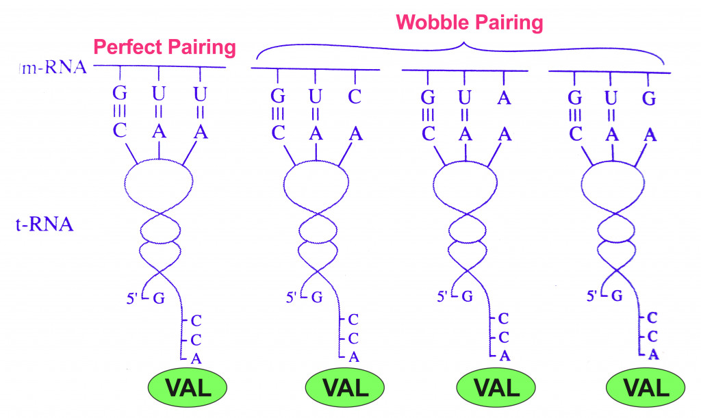 Watson-Crick base pairing and wobble base pairing for Valine