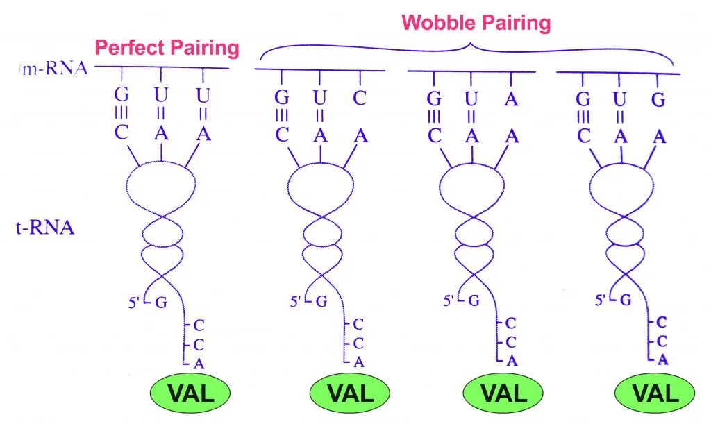 Watson-Crick base pairing and wobble base pairing for Valine