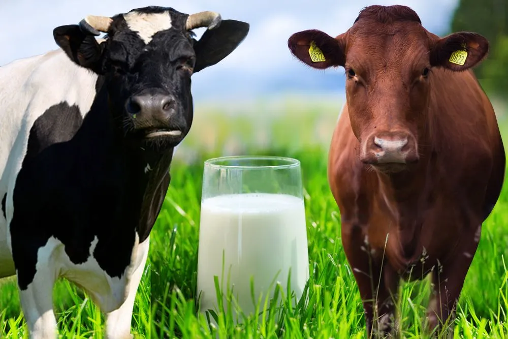 A1 Vs A2 Milk: What Is The Difference Between A1 And A2 Milk?
