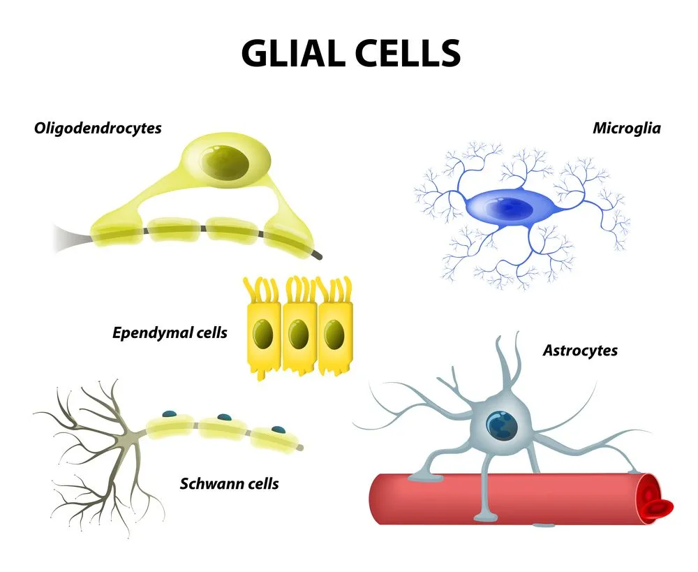 Glial Cells: Discovery, Importance, Types, And Functions