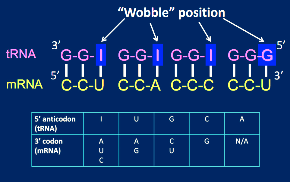 wobble position