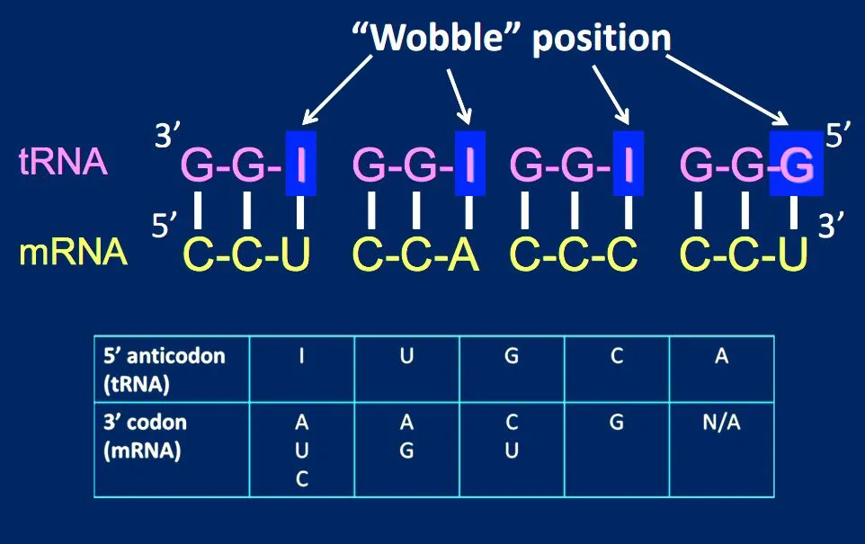 wobble position