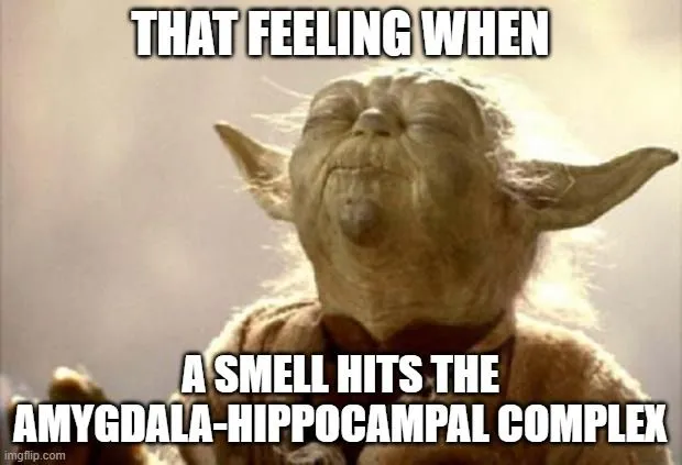 Olfactory Memory: Why Do Smells Trigger Memories?